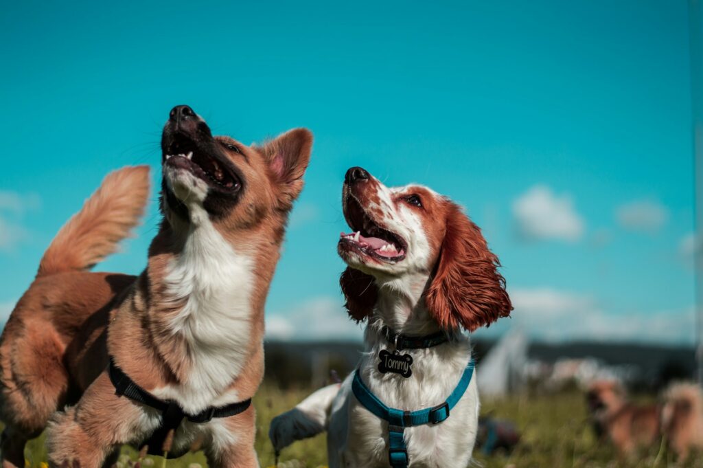 🐾 Why Dog Walking Is More Than Just a Walk in the Park