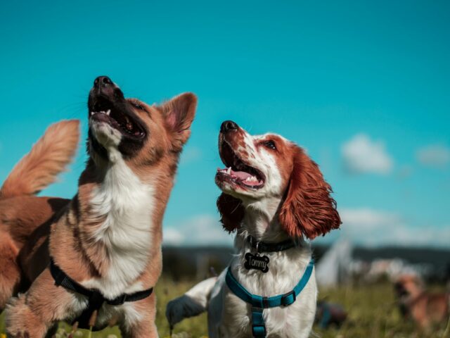 🐾 Why Dog Walking Is More Than Just a Walk in the Park