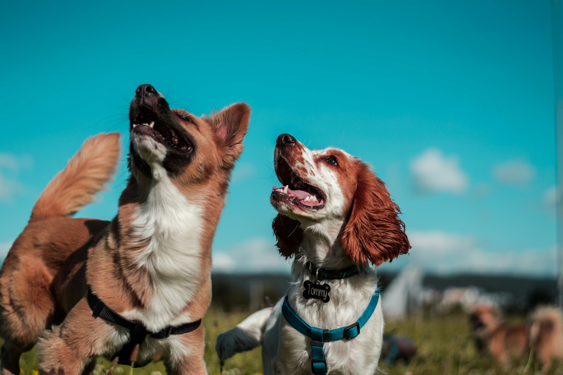 🐾 Why Dog Walking Is More Than Just a Walk in the Park