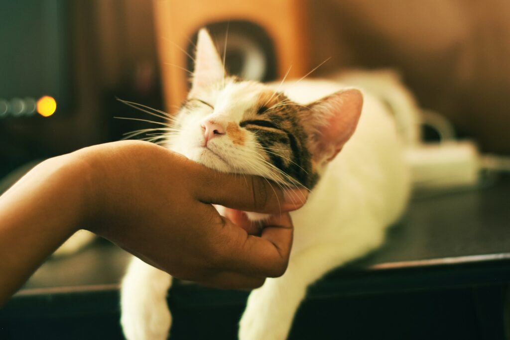 🐾 What Is Pet Sitting — And Why It Might Be Paw-fect for You!