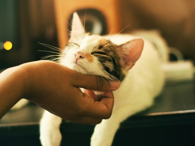 🐾 What Is Pet Sitting — And Why It Might Be Paw-fect for You!