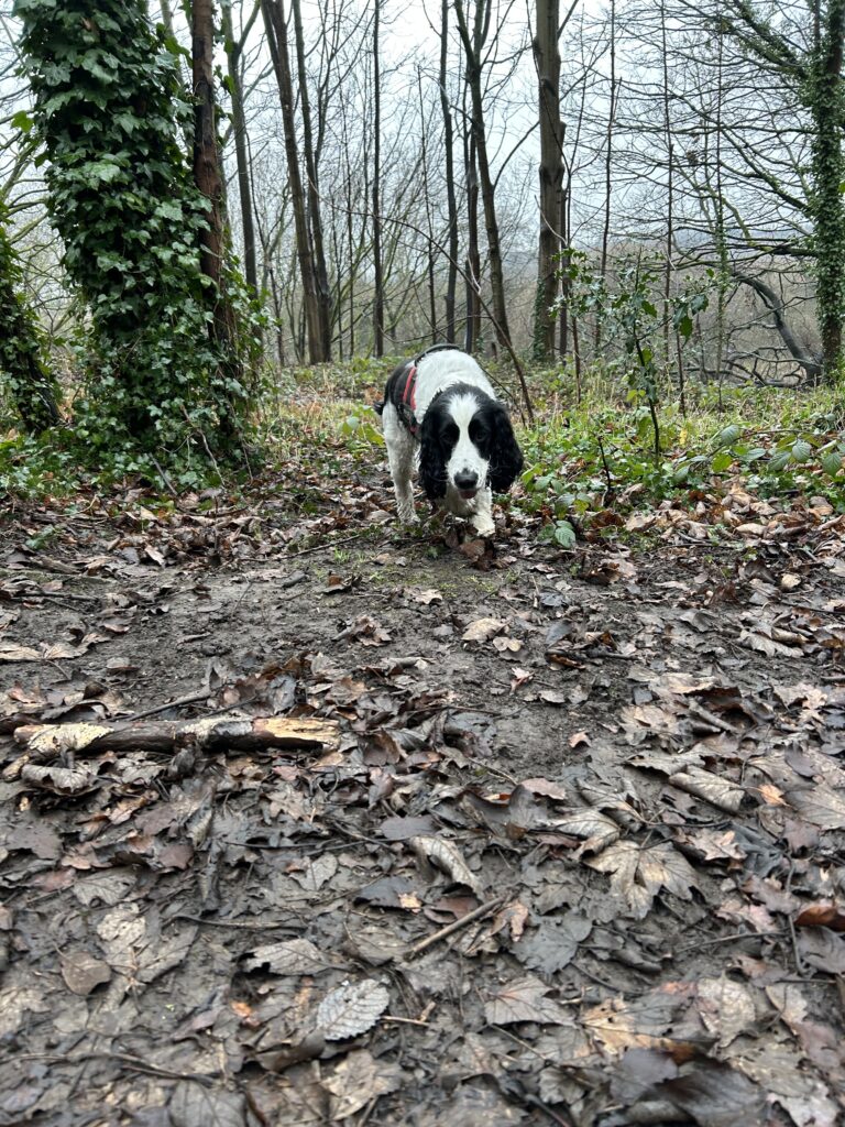 Adventure, Loyalty, and a Little Change of Pace: A Walk with Harry