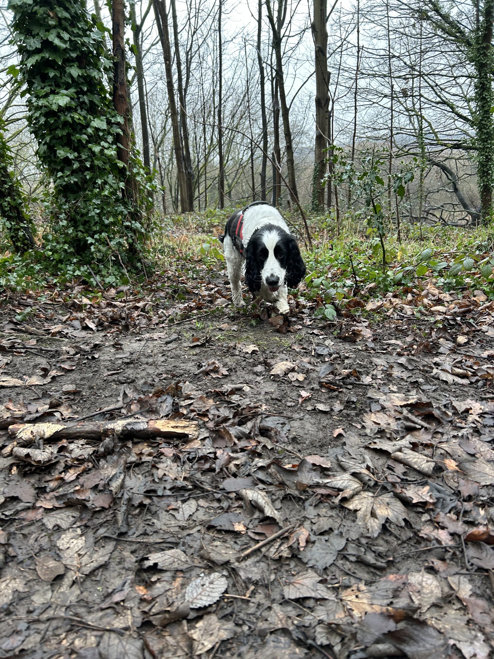 Adventure, Loyalty, and a Little Change of Pace: A Walk with Harry