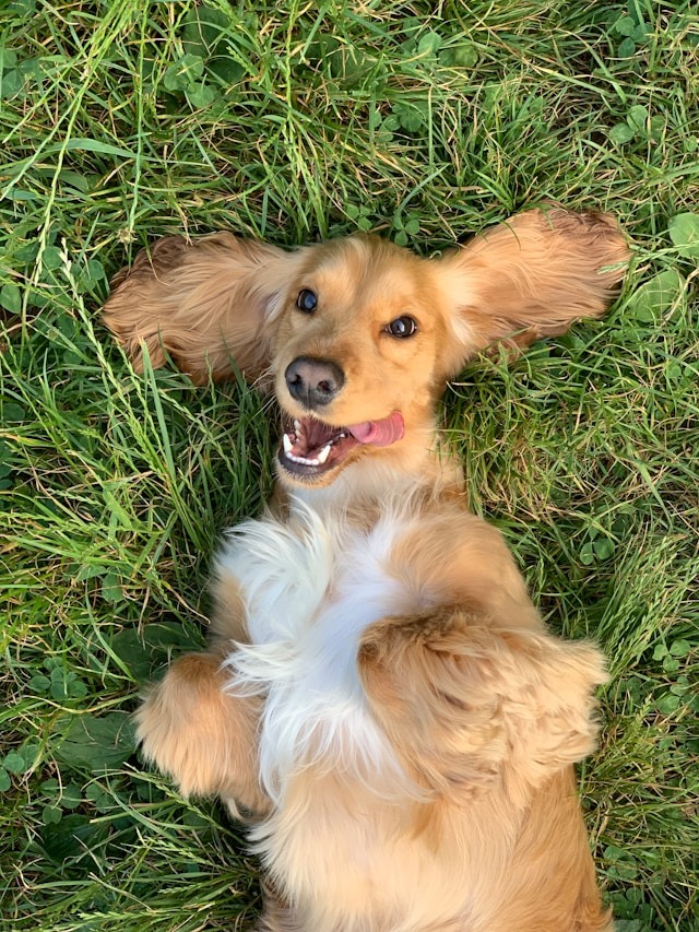 Tips if Your Pet Has Allergies