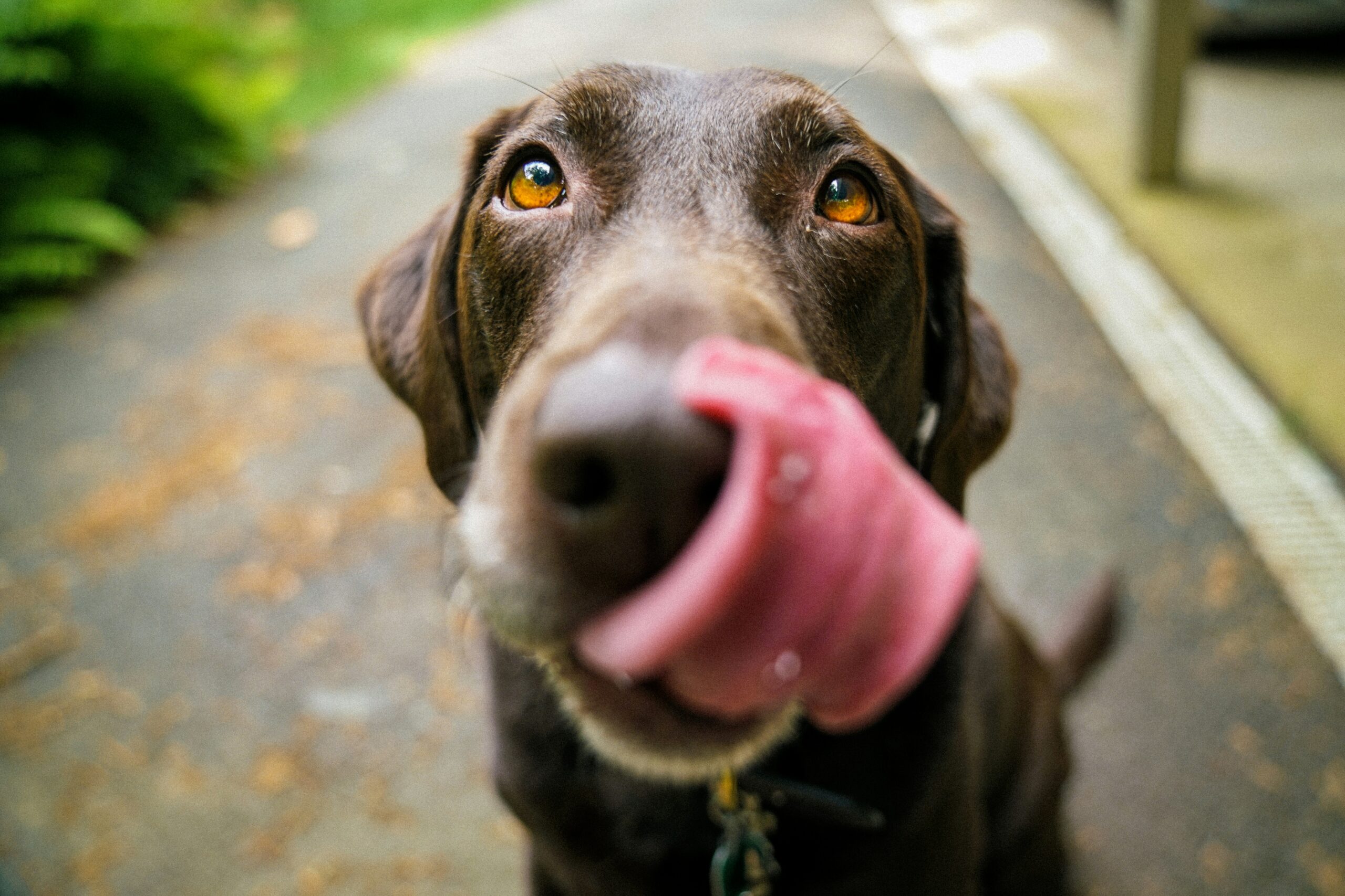 6 Tips To Help Keep Your Dogs Safe and Happy in the Summer